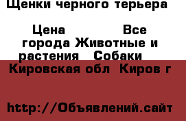 Щенки черного терьера › Цена ­ 35 000 - Все города Животные и растения » Собаки   . Кировская обл.,Киров г.